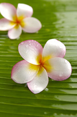Two plumeria flowers and banana leaf texture