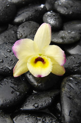 Obraz na płótnie Canvas black stones and pink orchid