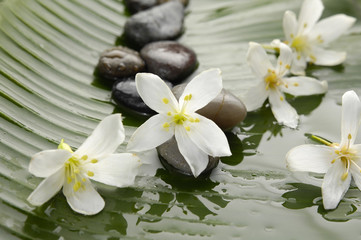 Naklejka na ściany i meble Pile of stones with gorgeous,orchid on banana leaf