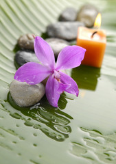 Pink orchid and stones with yellow candle on wet banana leaf