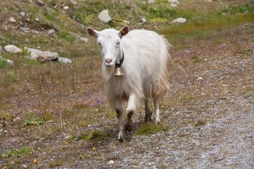 Naklejka premium Mountain Goat