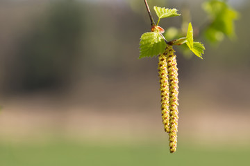 Obraz premium Birch Blossoms