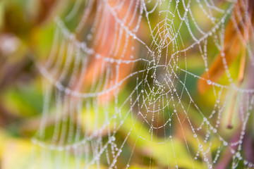 Spider Web (Cobweb)