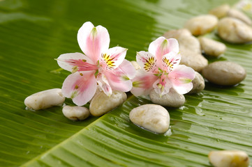 Fototapeta na wymiar Pile of stones with gorgeous,orchid on banana leaf