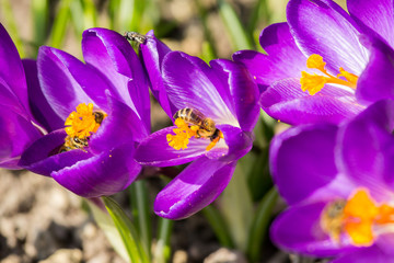 Crocuses and Bees