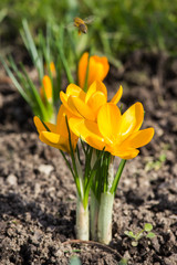 Yellow Crocus