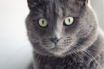 Naklejka na ściany i meble closeup portrait of british shorthair cat