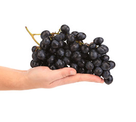 Branch of black ripe grapes on hand.