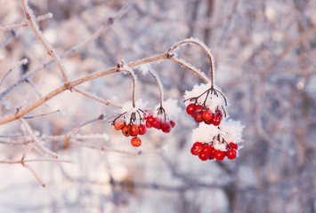 rowan branches covered with hoarfrost