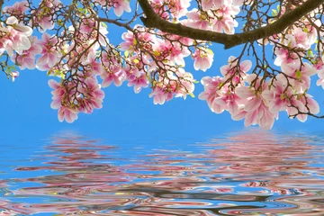 Gartenposter Magnolie Magnolien am Wasser