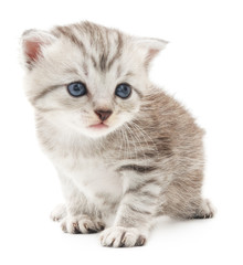 Fototapeta premium Kitten on a white background