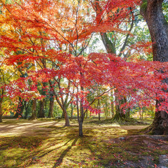 Red Maple leaves in a garden in autumn