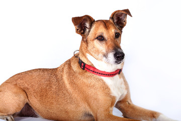 Portrait of Observant dog