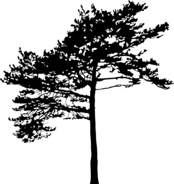pine tree black silhouette illustration