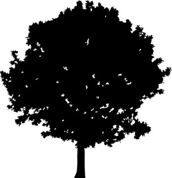 small black oak tree silhouette on white