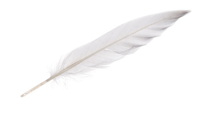isolated white goose straight feather