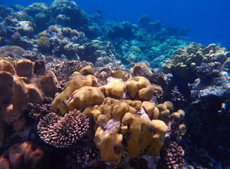 coral reef