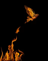 Papier Peint photo Flamme flame dove flying from yellow flire isolated on black