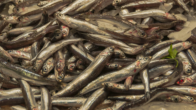 Barcelona, Altstadt, Fischmarkt, Fischverkauf, Spanien