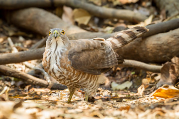 Crested Goshawk (Accipiter trivirgatus) stair directly at us