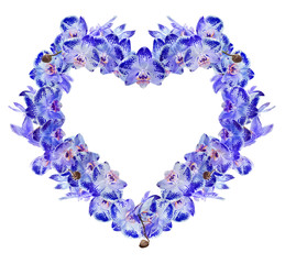 heart from isolated blue orchid flowers