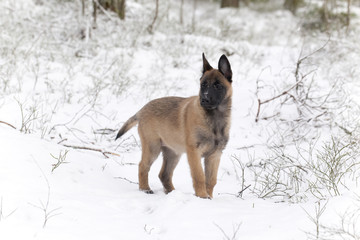 Belgian Shepherd Malinois