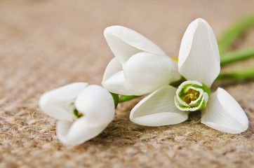 snowdrops on burlap