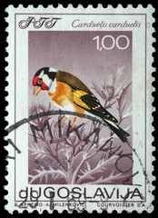 Stamp printed in Yugoslavia shows the goldfinch