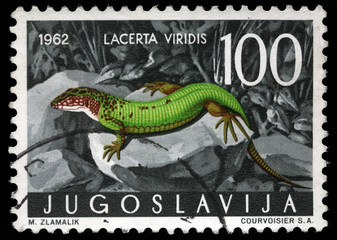 Stamp printed in Yugoslavia shows the European green lizard