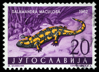 Stamp printed in Yugoslavia shows the Salamander