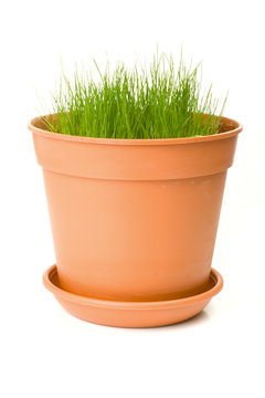 One orange pot with green grass