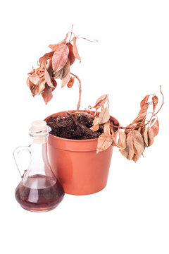 One dead plants and dusty decanter
