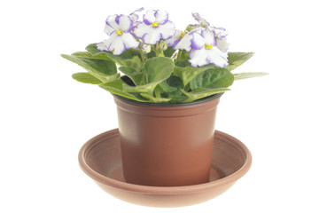 Blooming white violet in brown pot