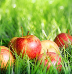 Red apples on green grass