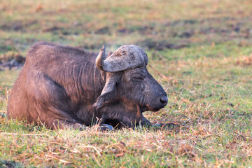 African buffalos