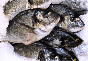 dorado fish sea food on ice background