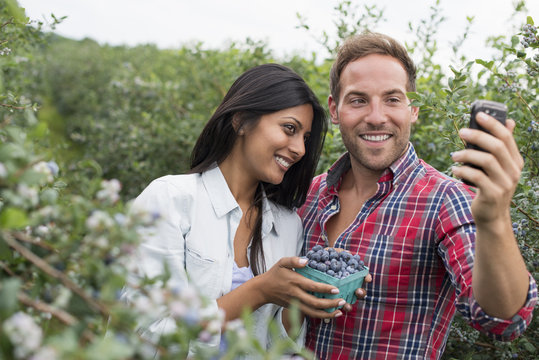 Blueberry plants bearing fruit. Two people among the bushes, taking a selfy with a smart phone.