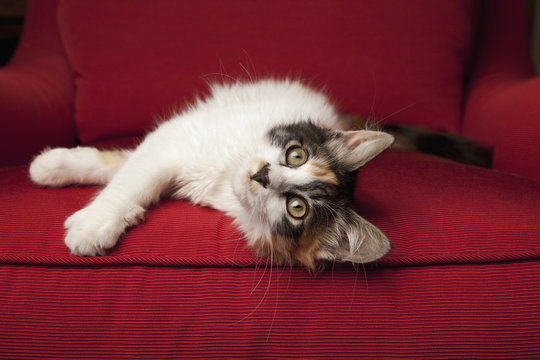 A kitten on a red sofa, lying on its side.