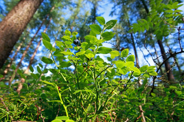 blueberry bush with fruit in forest