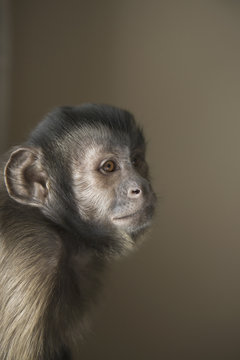 A capuchin monkey seated, head and shoulders. 