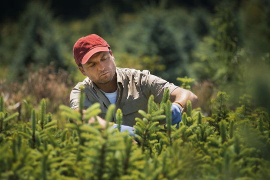 A man wearing protective gloves clipping and pruning a crop of conifers, pine trees in a plant nursery. 