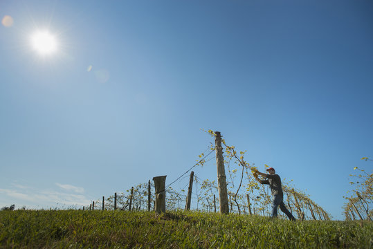 A vineyard with young vines being trained along wires to produce a good grape harvest. 