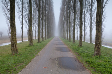 bike road between tree rows in fog