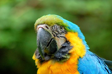 Parrot