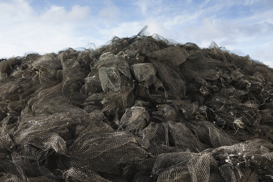 Nets used for shellfish aquaculture in oyster beds. Oysterville USA