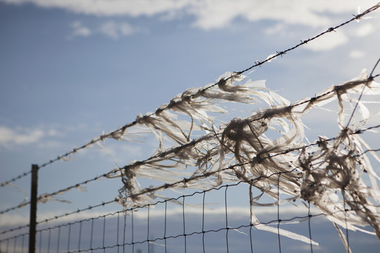 Plastic bags caught on a barbed wire fence