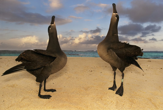 Black-footed albatrosses, Phoebastria nigripes, in a courting display on the beach at Tern Island, Hawaiian Leeward Islands
