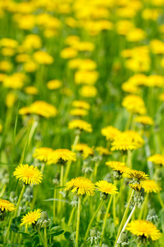 Fresh spring flower background. © Doczky