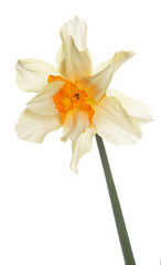 Fototapeta na wymiar white lion daffodil