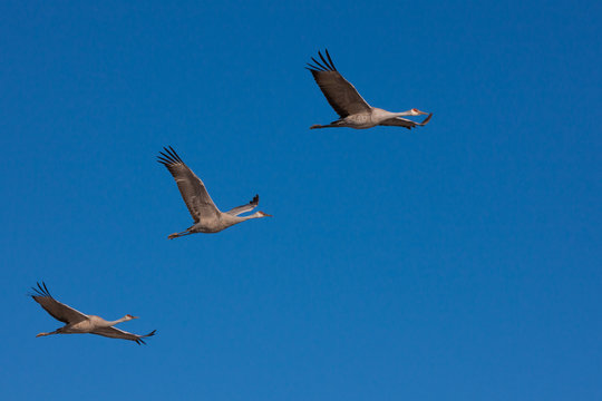 Sandhill cranes, Bosque Del Apache National Wildlife Refuge, New Mexico, USA